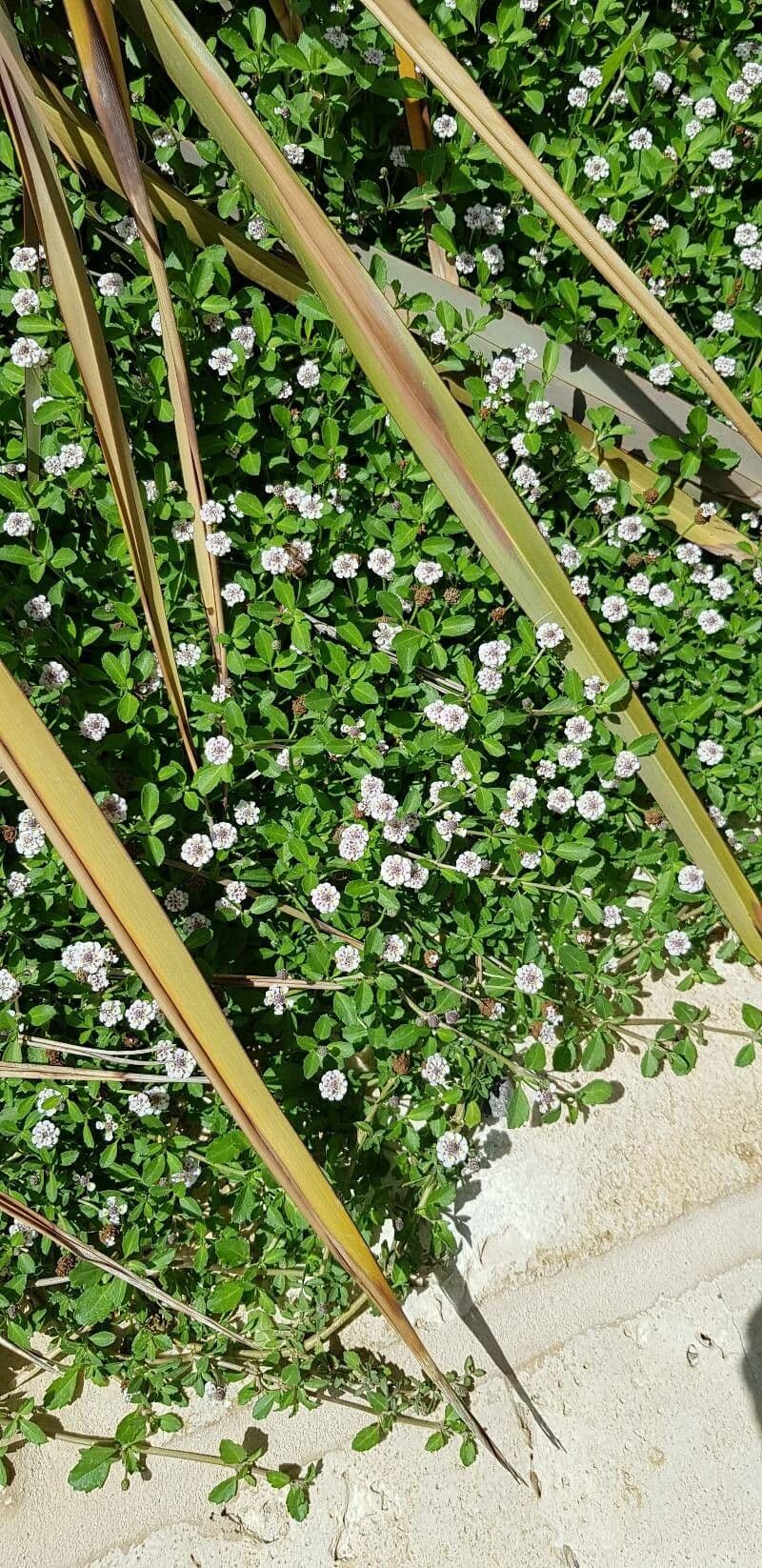Fila nodiflora 11