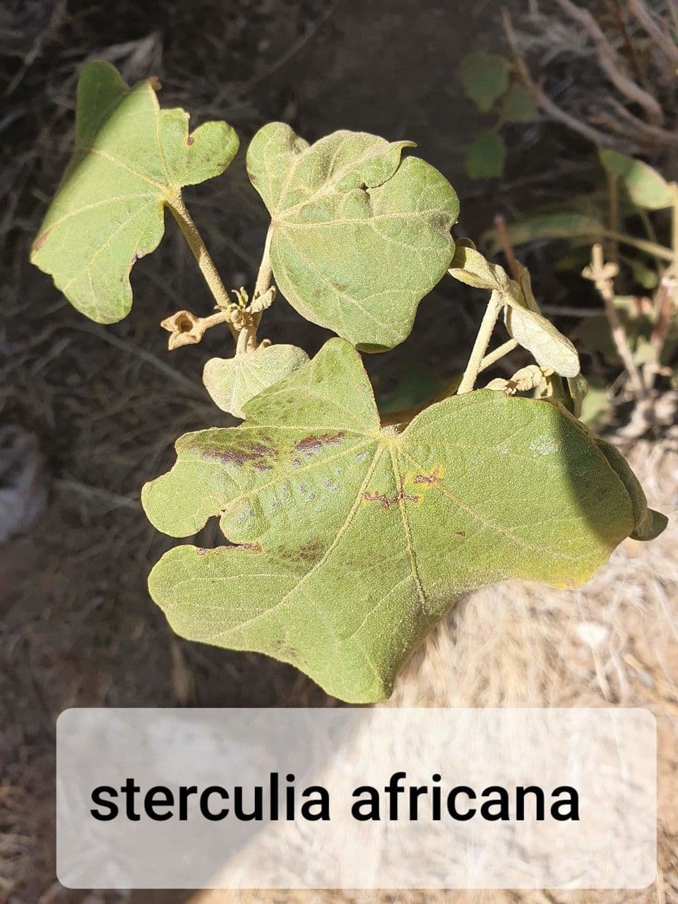 Sterculia 20