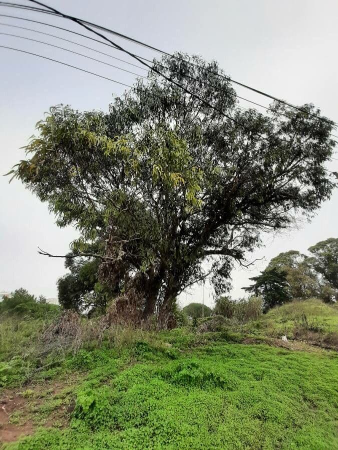 Blauer Eukalyptus 13