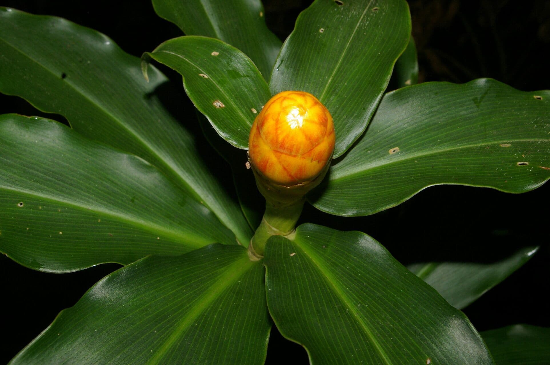 Costus 6