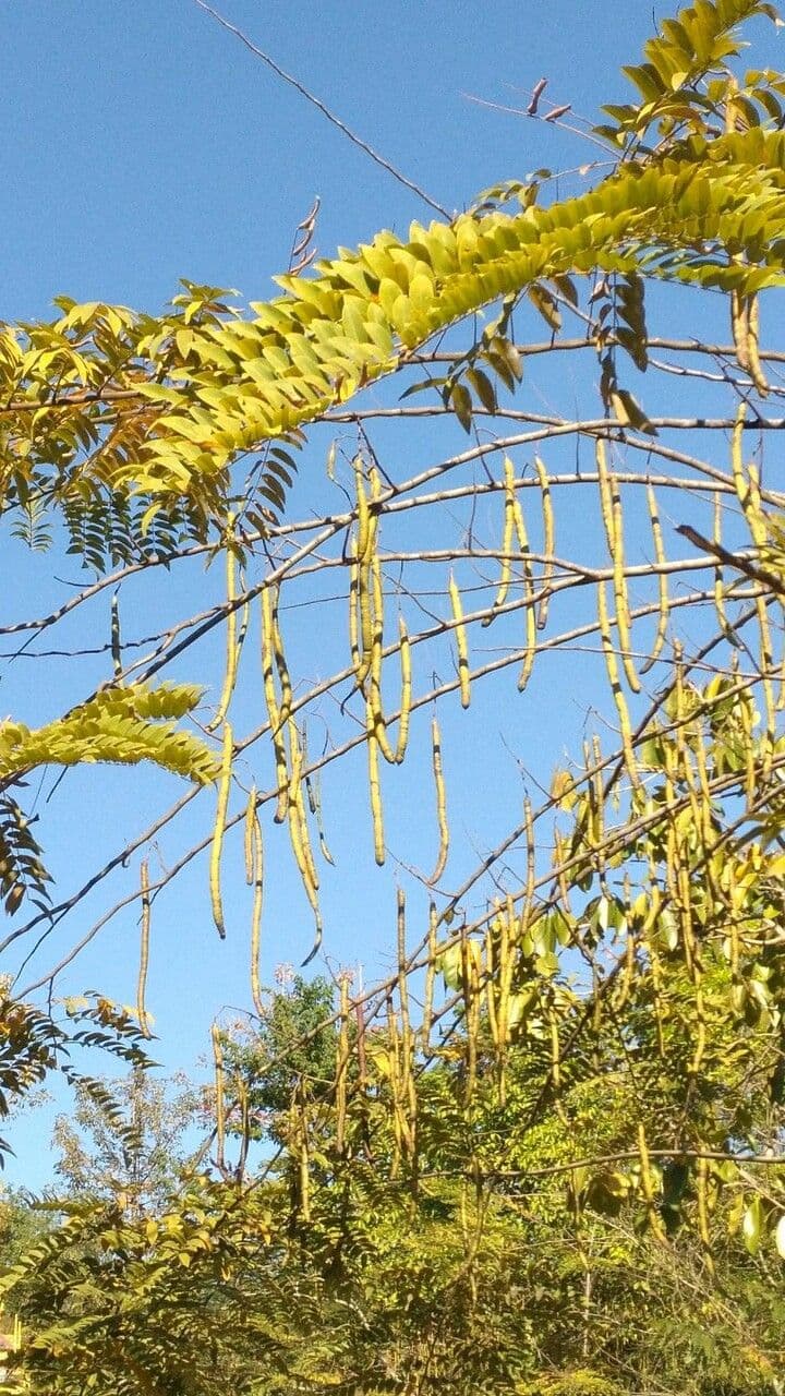 Cassia spectabilis 2