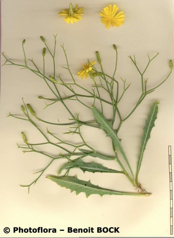 Lattuga lanosa 22
