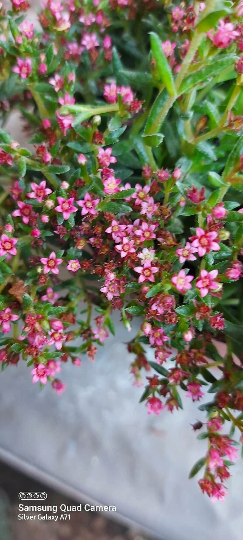 Crassula 4