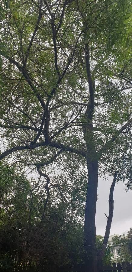 Acacia nera 11