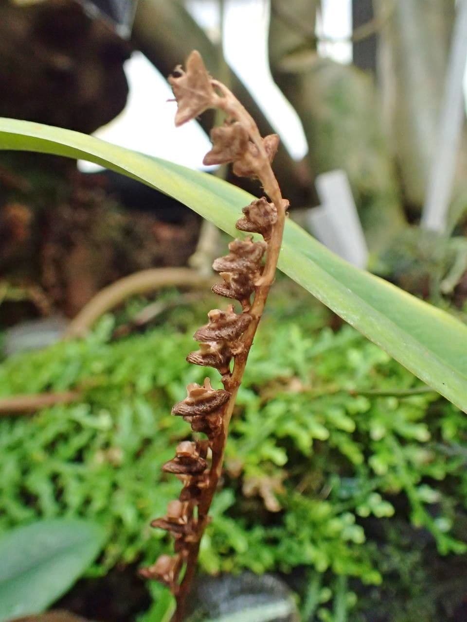 Bertolonia