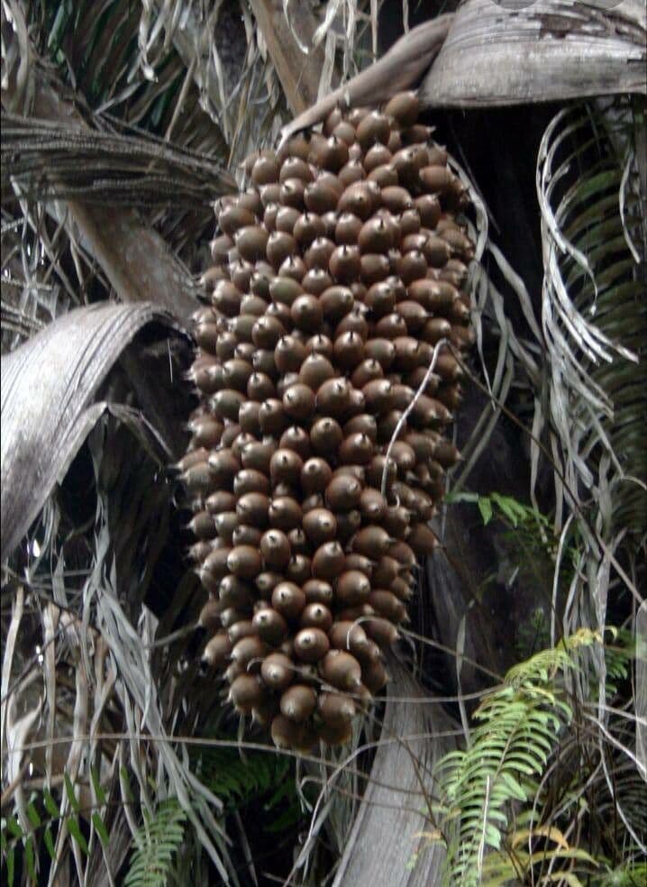 Palma Cohune 3