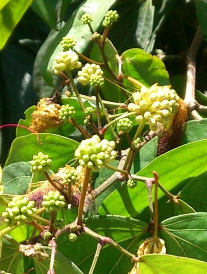 Calliandra