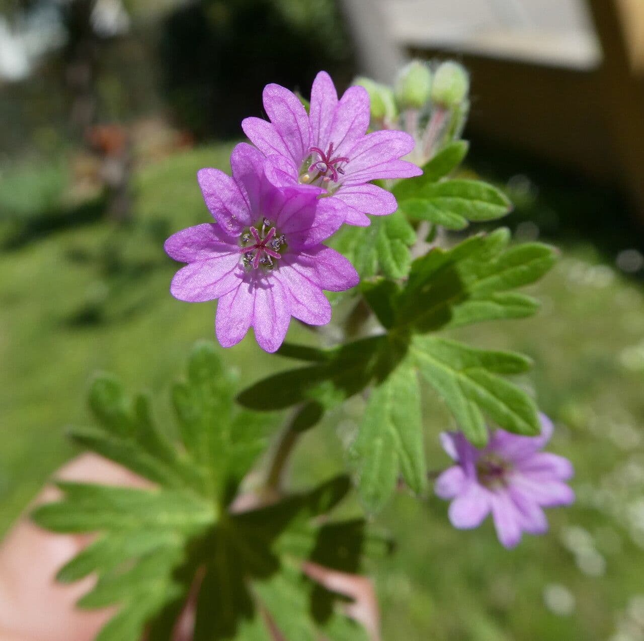 Weicher Storchschnabel 29