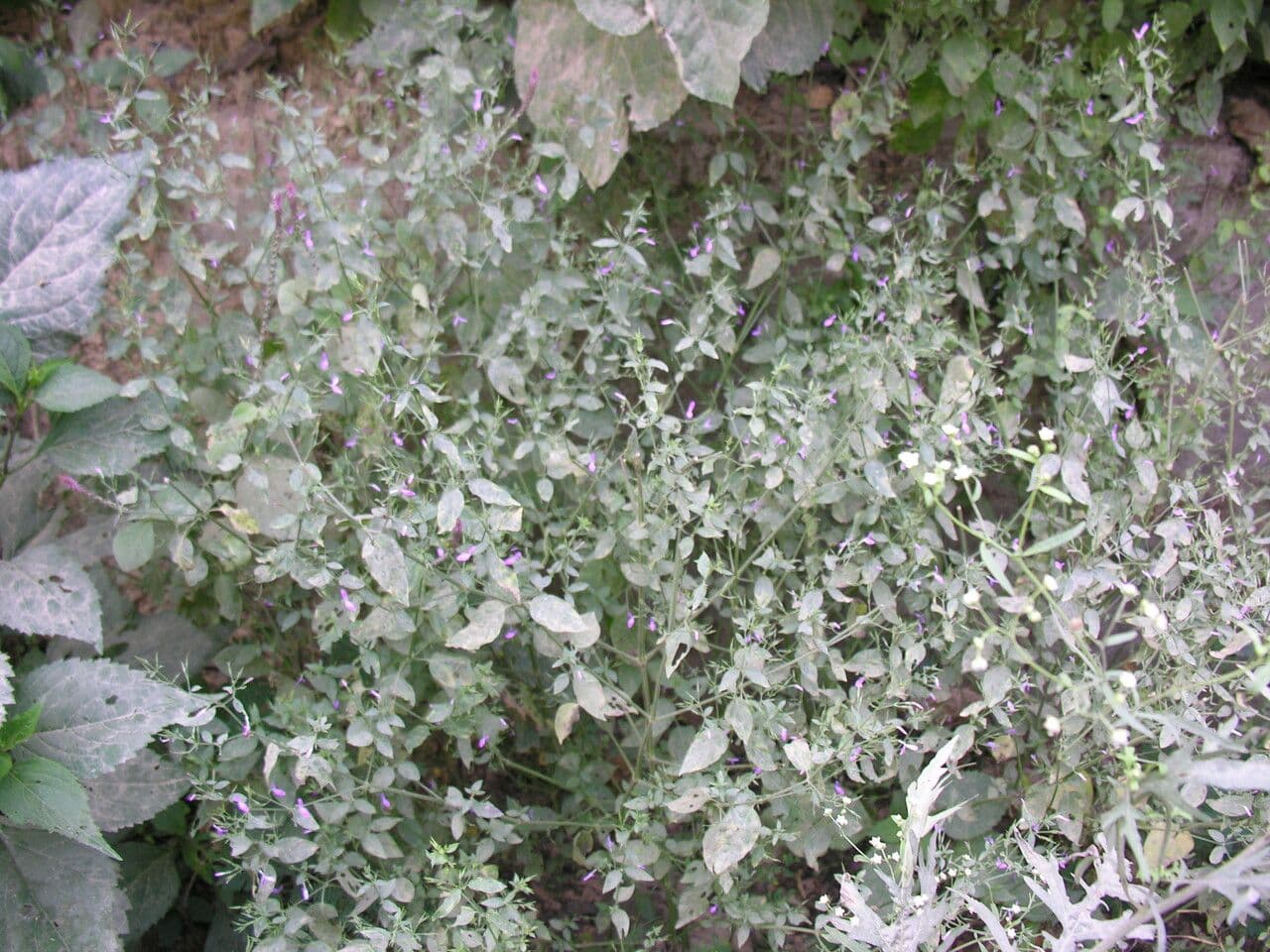 Dicliptera paniculata 11