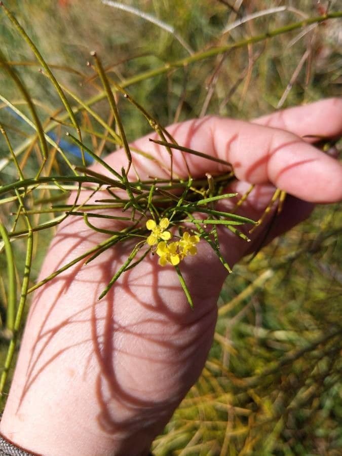 Loesels Rauke 7