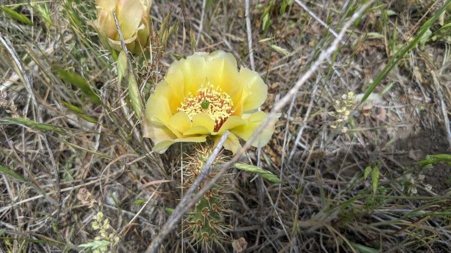 Nopal espinoso 6