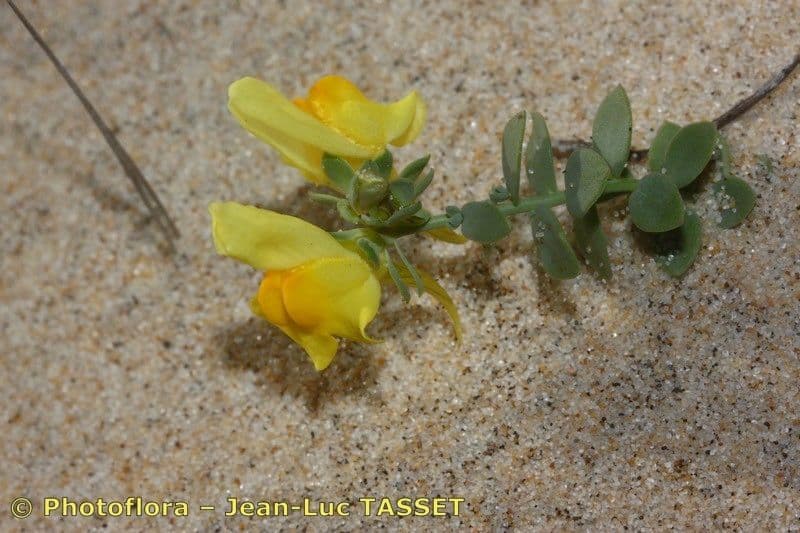 Linaria 19