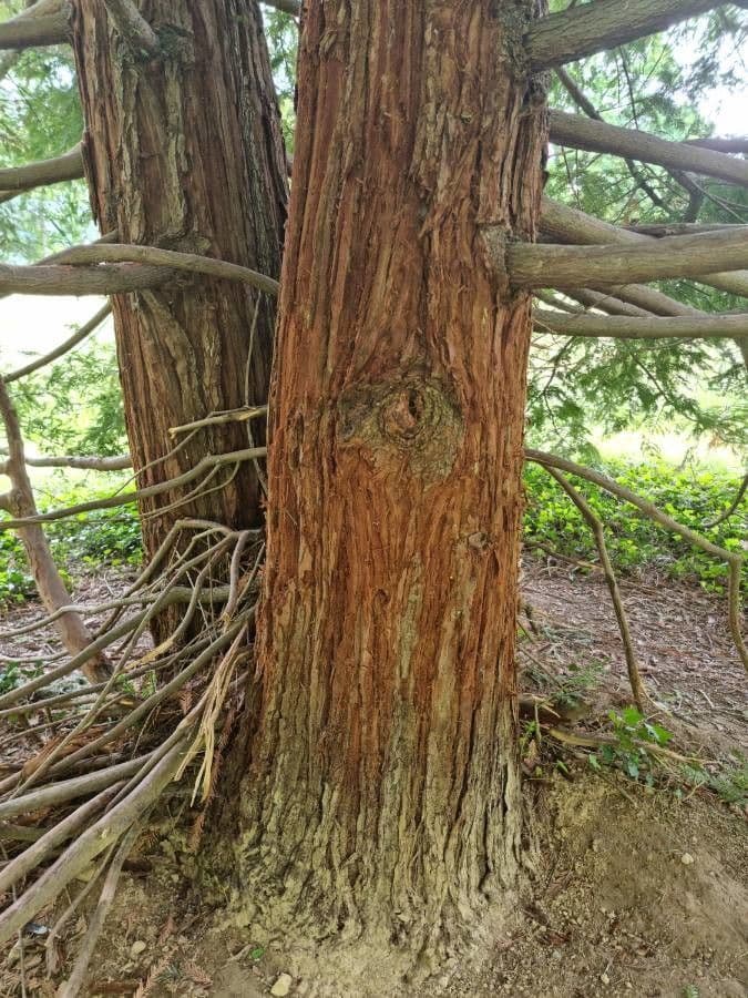 Sequoia sempreverde 19