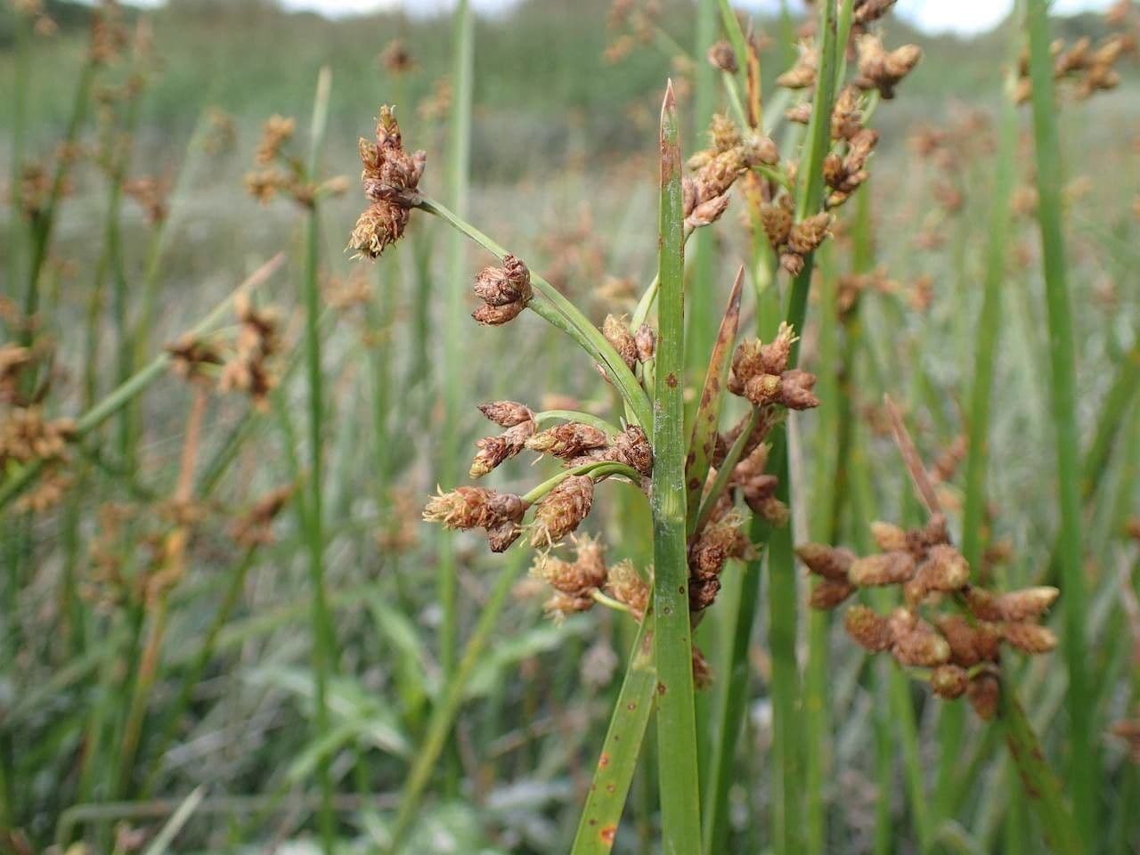 Schoenoplectus triqueter