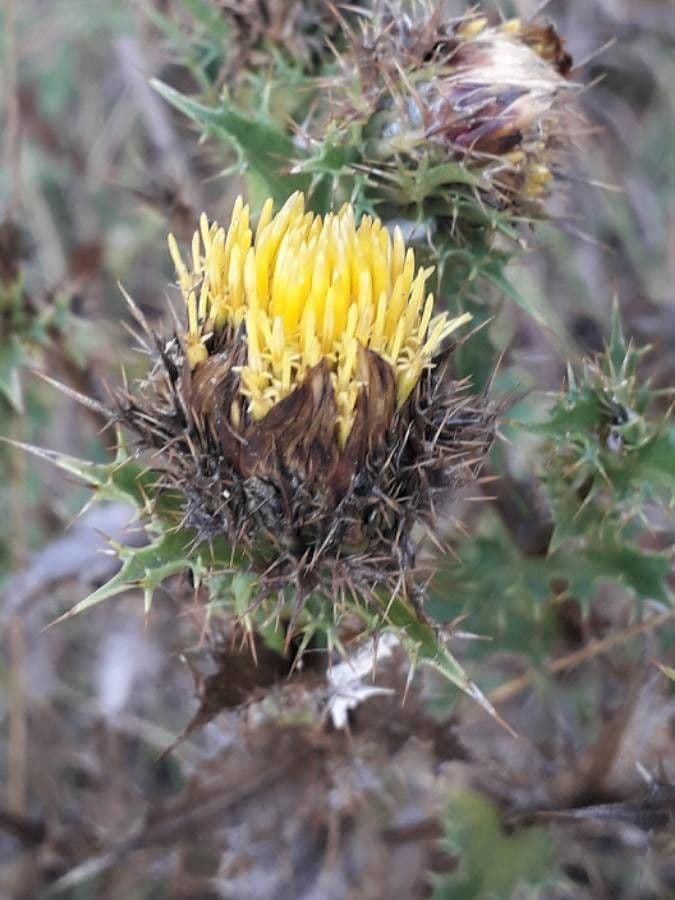 Carlina comune 10