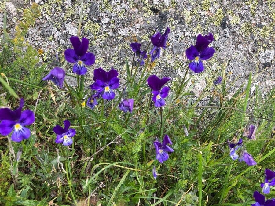 Wildes Stiefmütterchen 11