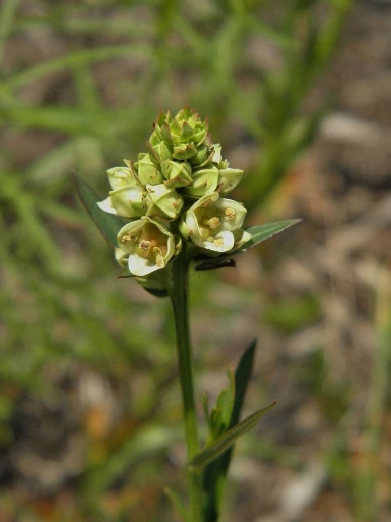 Ludwigia suffruticosa 2