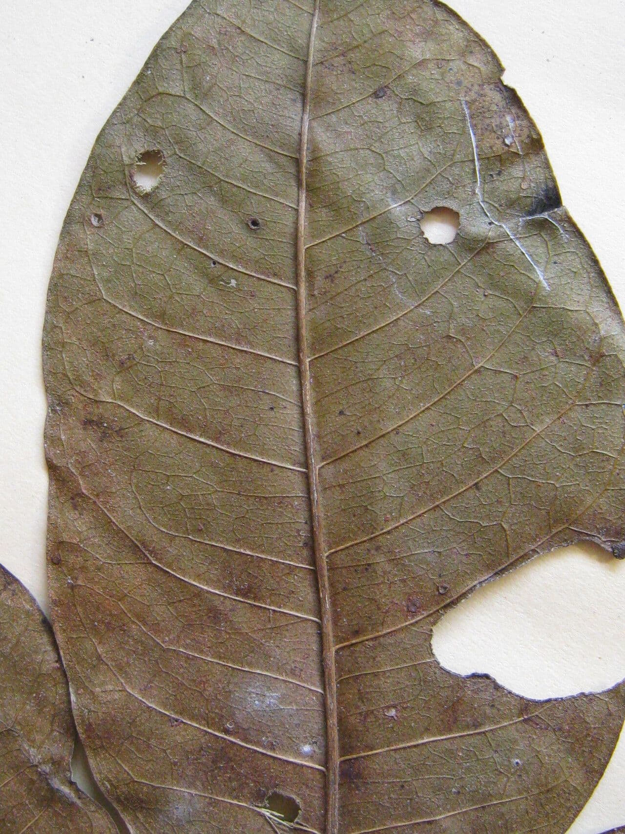 Zanthoxylum 17