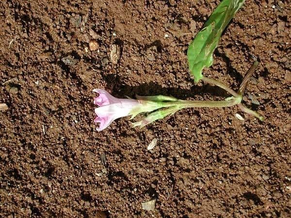 Ipomoea triloba 9