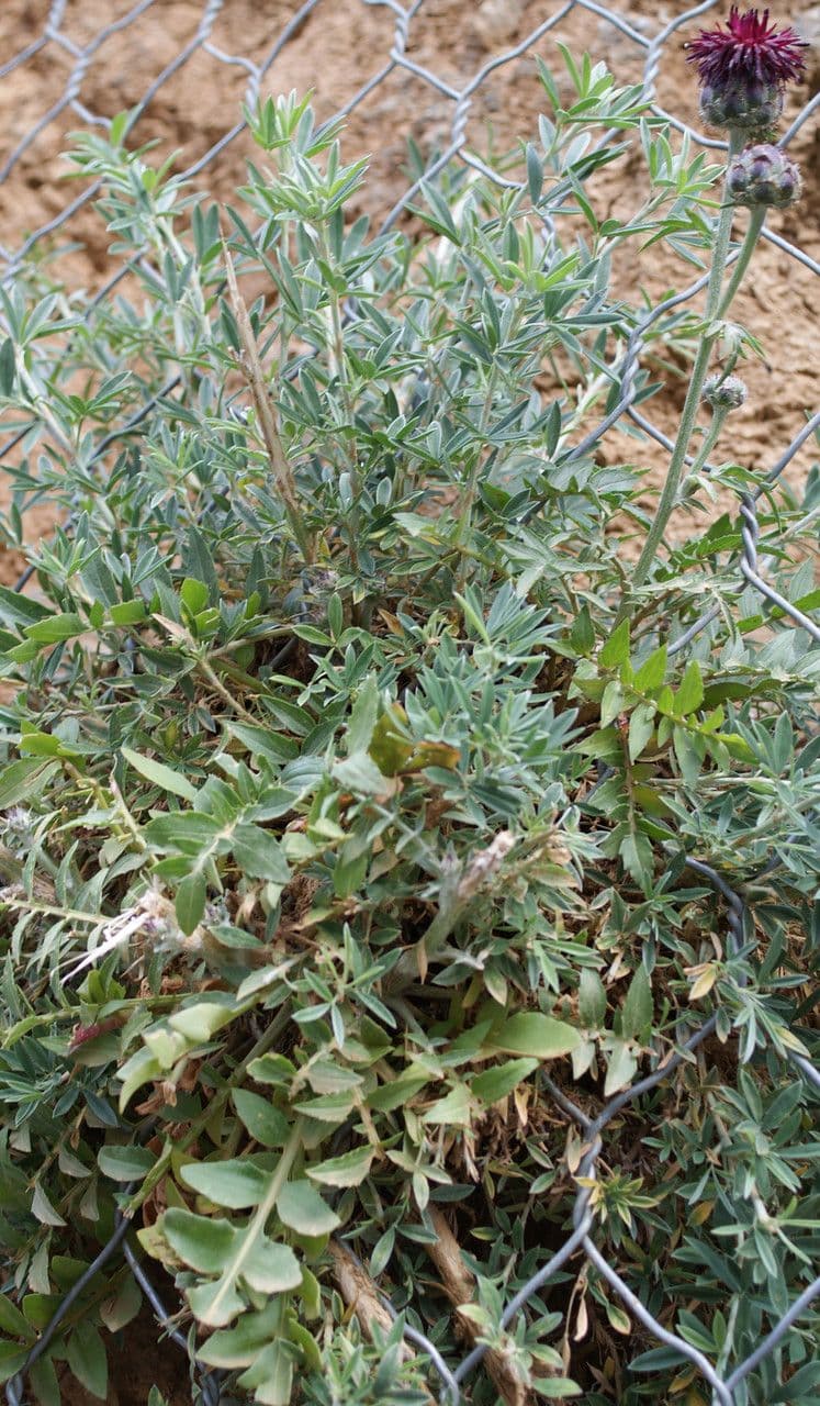 Centaurea 8