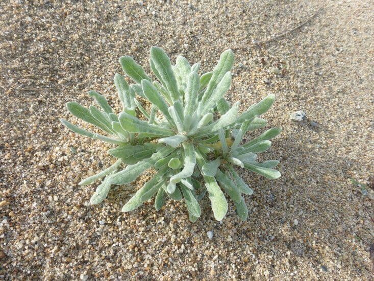Pseudognaphalium stramineum 7