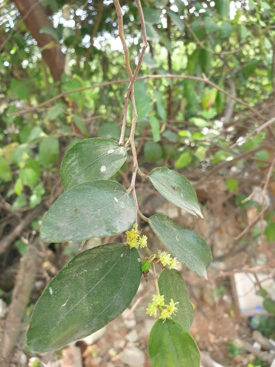 Jujuba 9