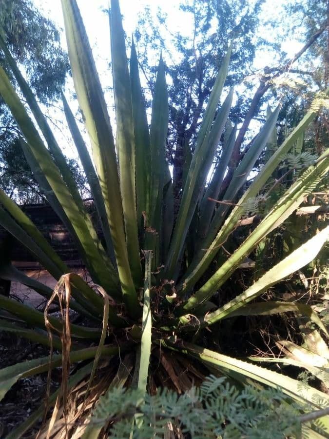 Agave 12