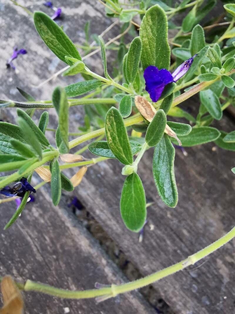 Salvia patens 12