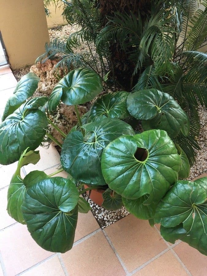 Léopardplant 16
