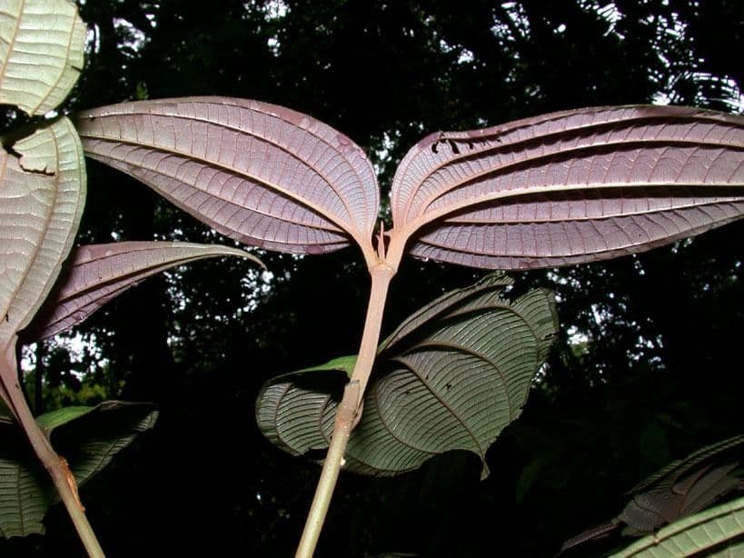 Miconia 11