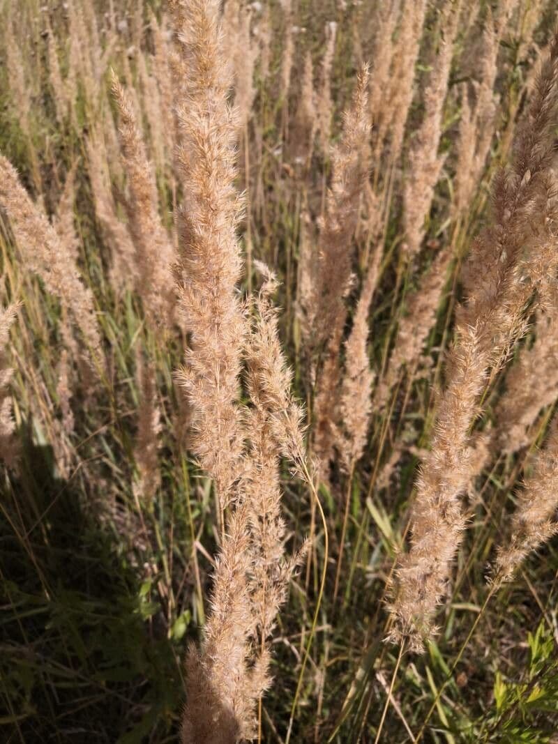 Třtina křovištní