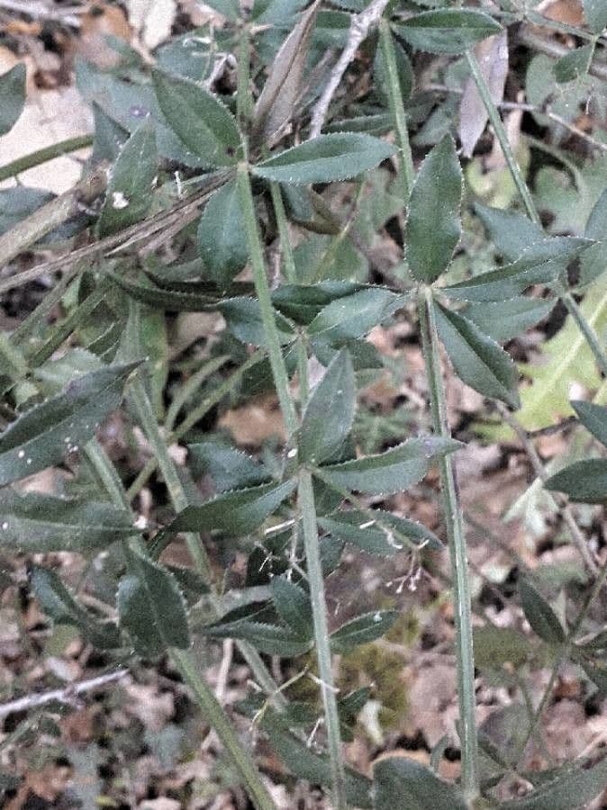 Wild madder 20