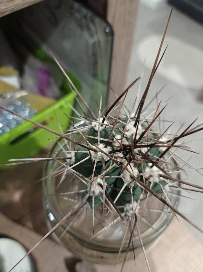 Cactus stuzzicadenti 9