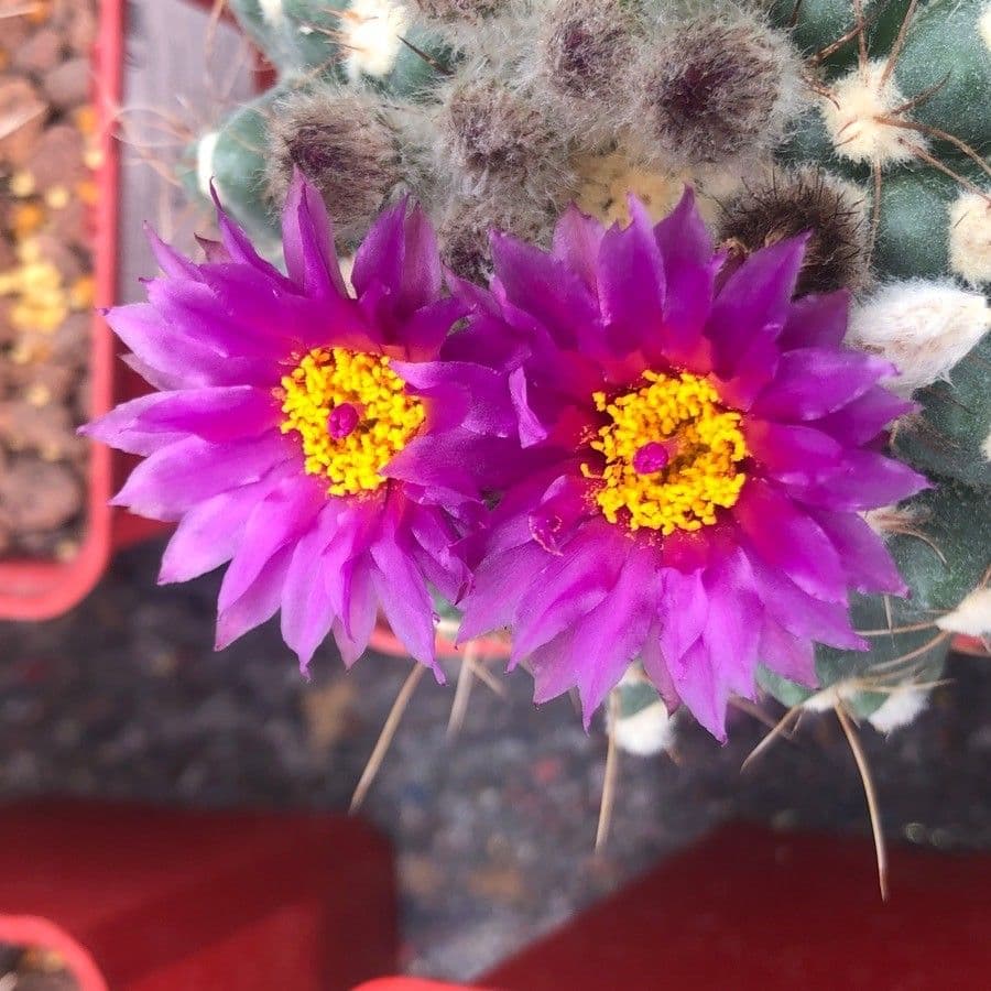 Parodia 2