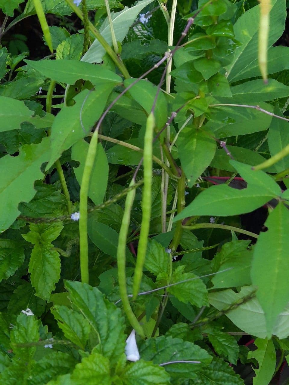 Cleome 4
