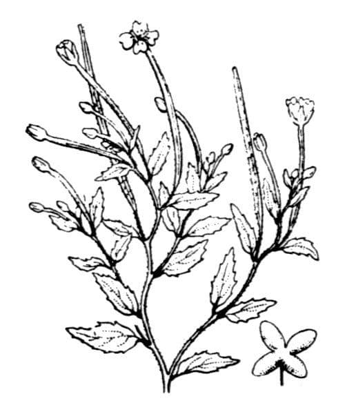 Hügel-Weiderich 22