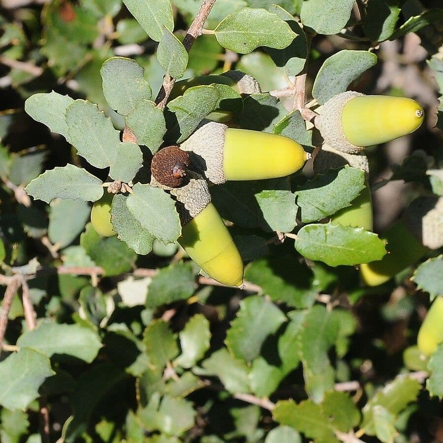 Encina 6