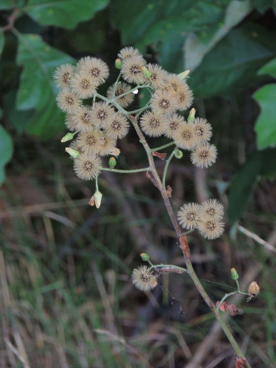 Hieracium scabro 5