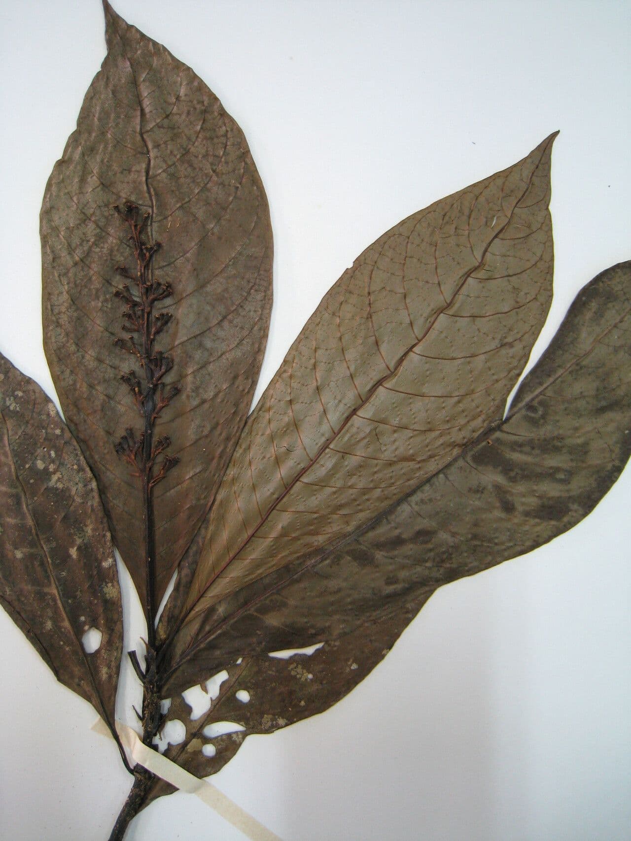Palicourea 4