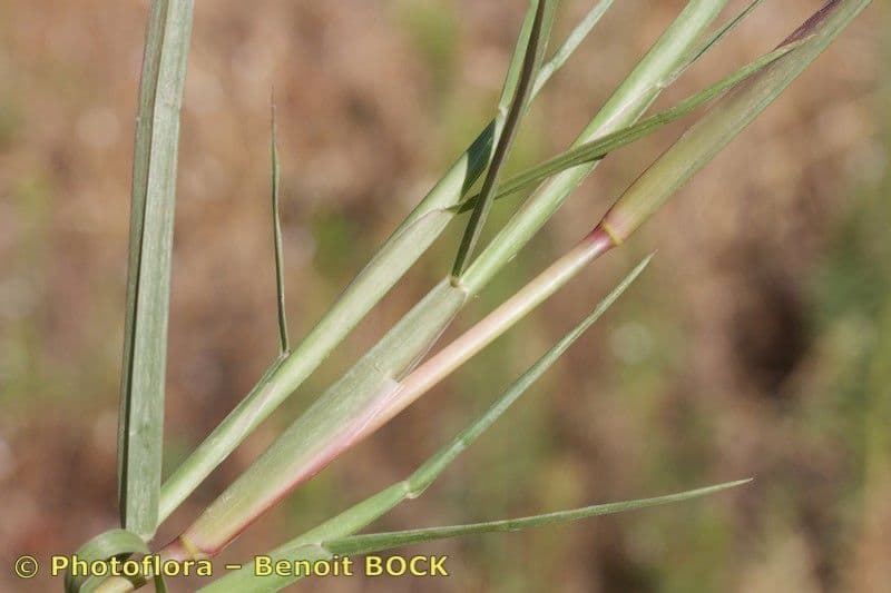 Cenchrus longispinus 18