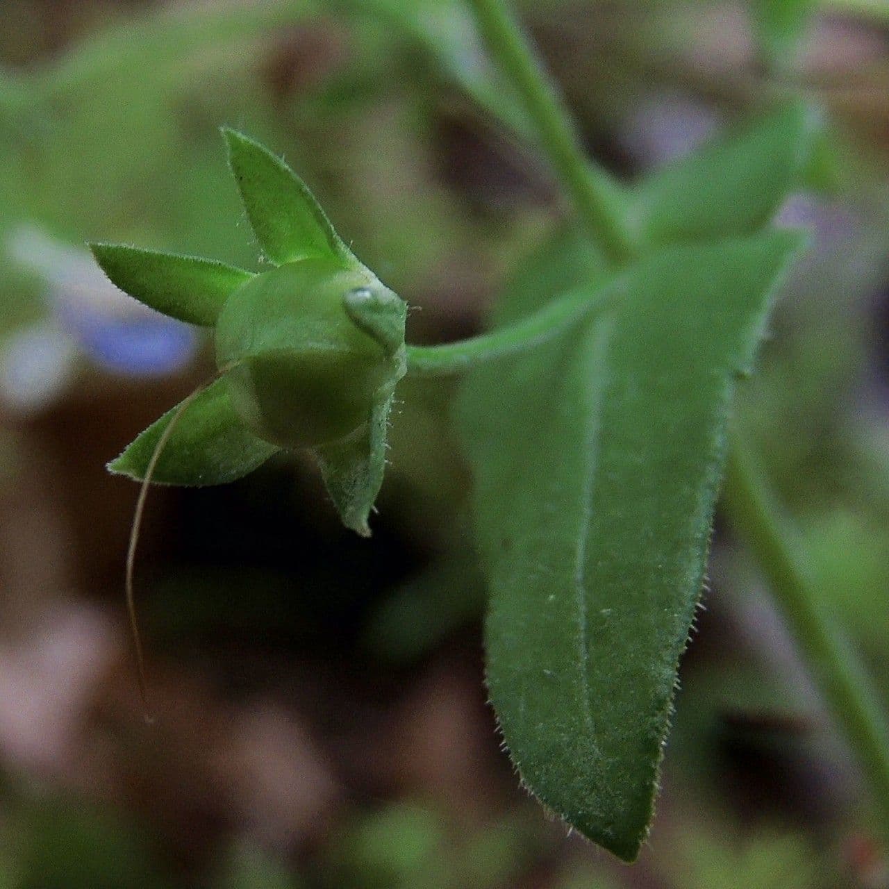 Collinsia primaverile 15
