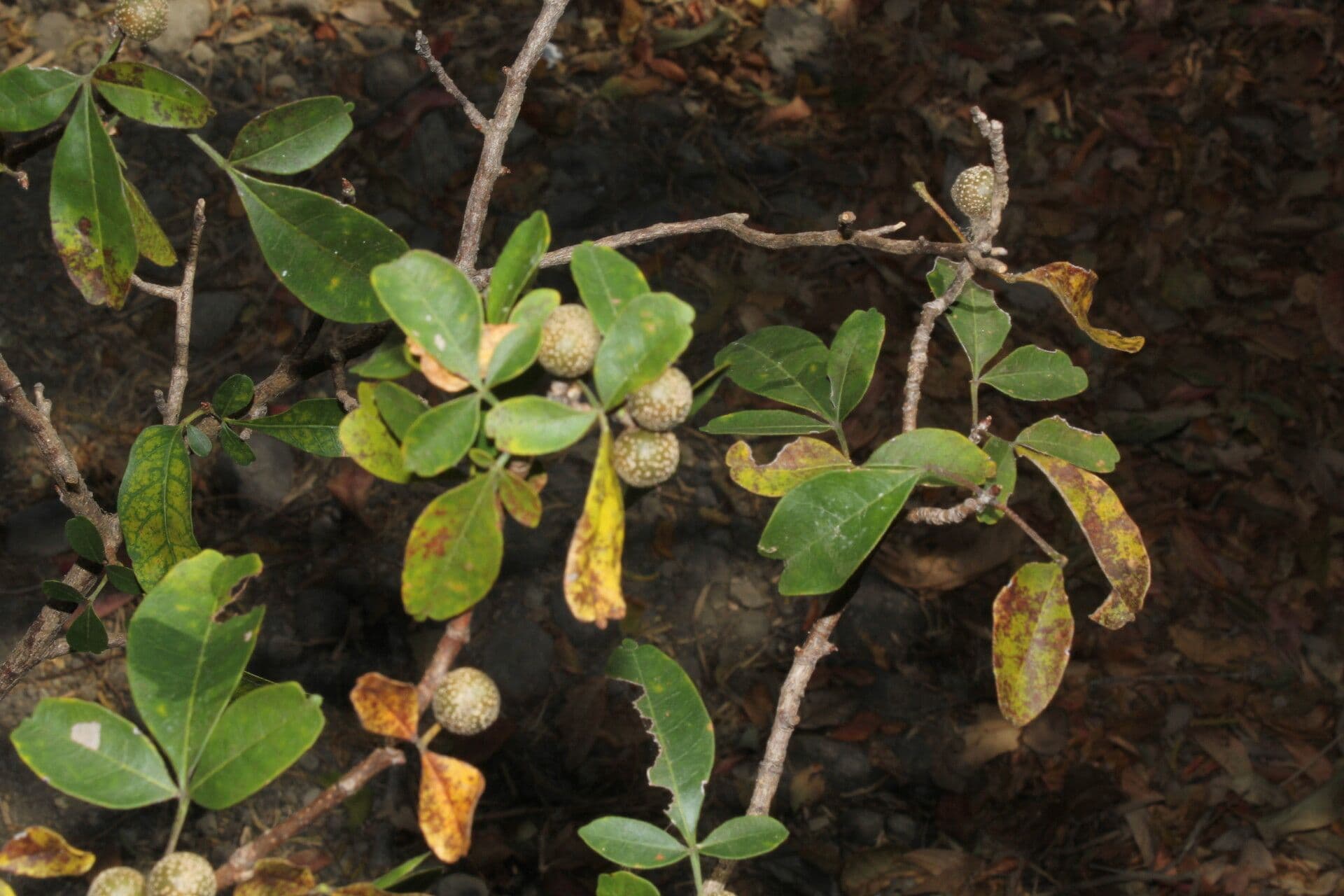Trichilia 6