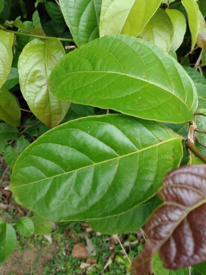 Combretum paniculatum 13