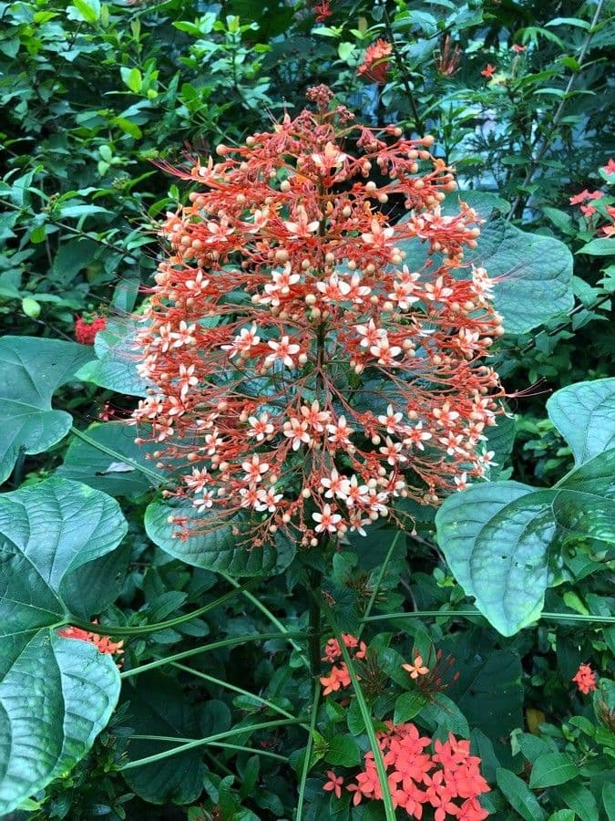 Lantana paniculata 19