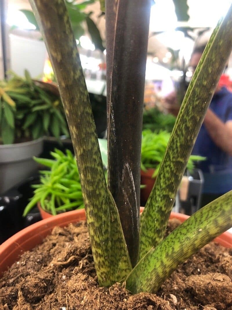 Monstera Lauterbacha 8