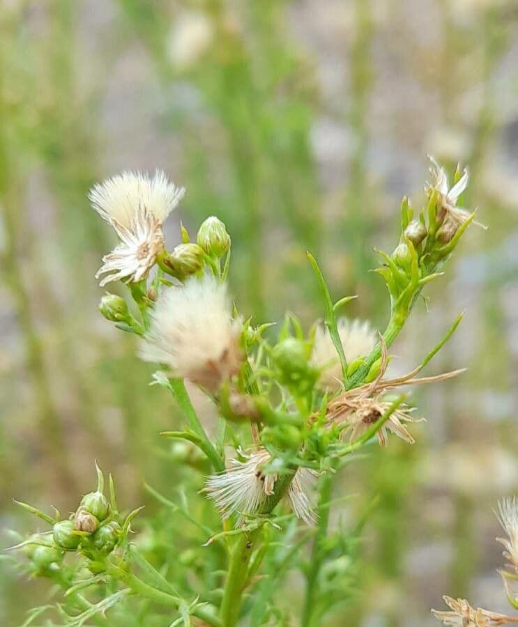 Baccharis