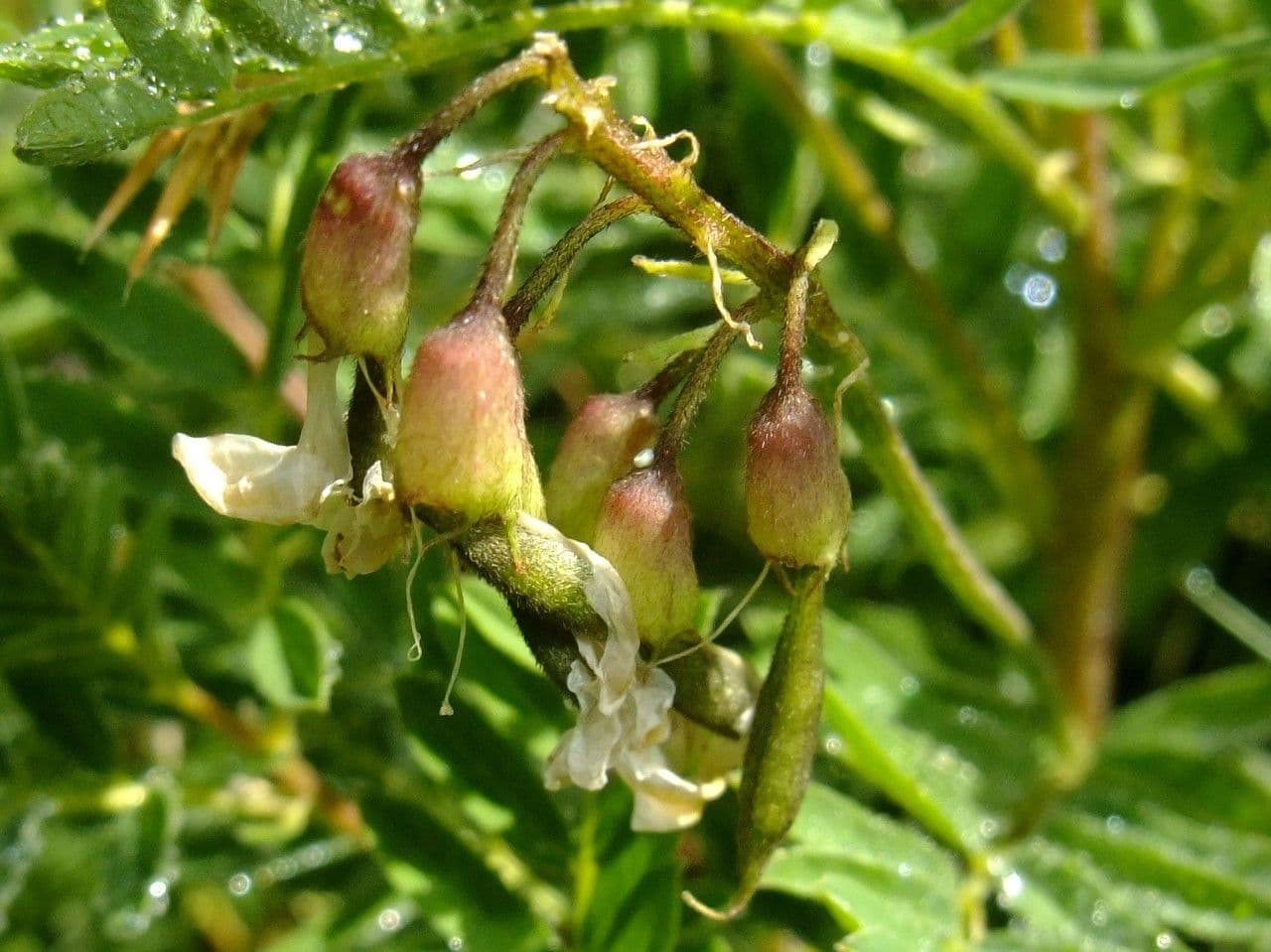 Astragalus penduliflorus 3