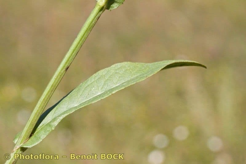 Radicchiella dolcigna 27