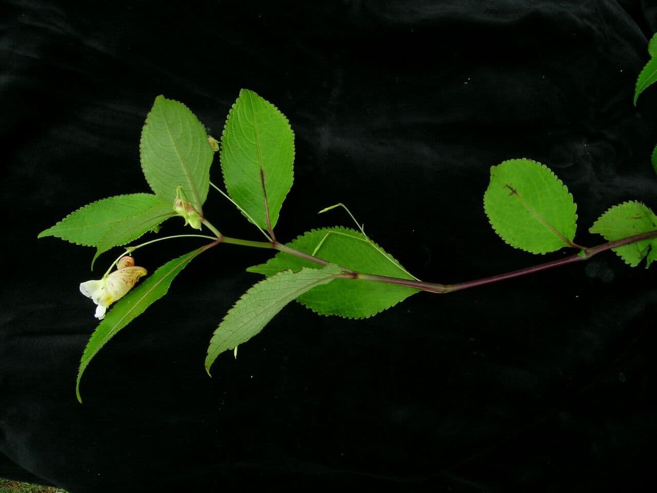 Balsamina 7