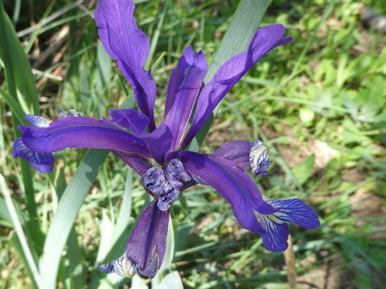 Iris spuria 3